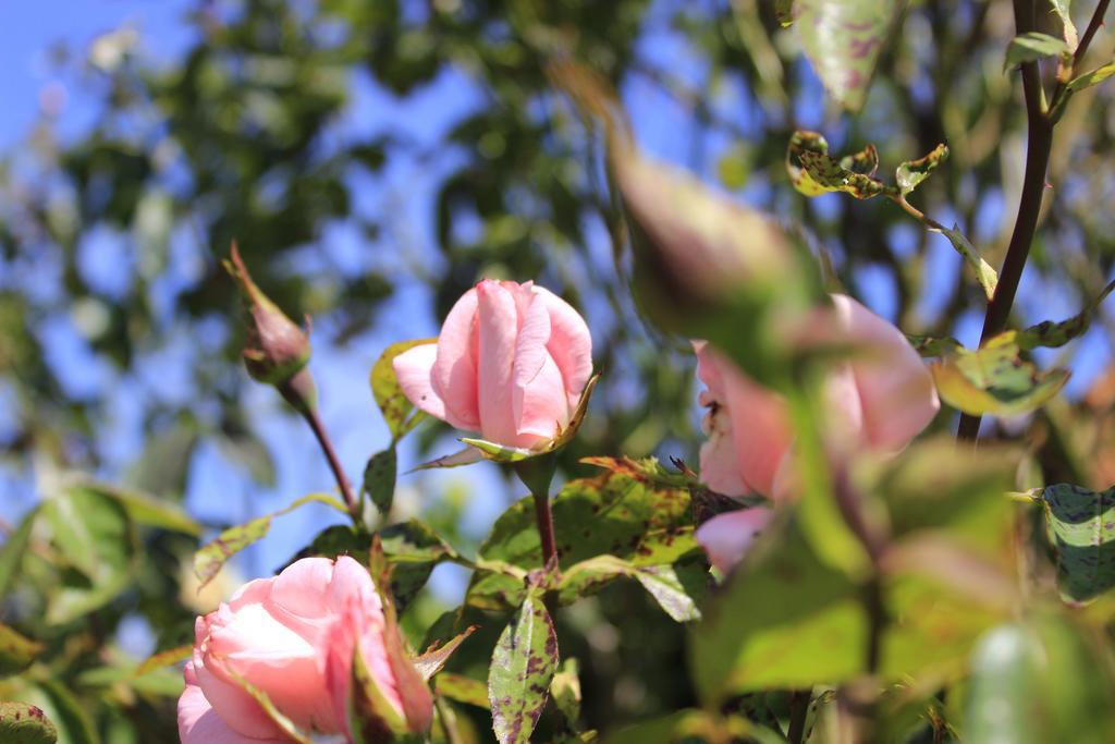 Den Bongaerd B&B And Wellness Tongeren Zewnętrze zdjęcie