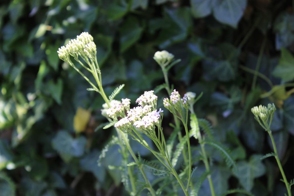 Den Bongaerd B&B And Wellness Tongeren Zewnętrze zdjęcie